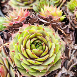 Sempervivum hybridum «Hayling» (Čuvarkuća)