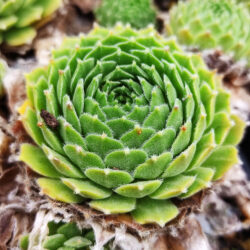 Sempervivum hybridum «Raspberry ice» (Čuvarkuća)