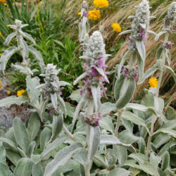 Stachys lanata (S.olympica) (Čistac)
