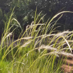 Stipa ichu (Kovilje)