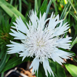 Stokesia leavis var. alba «Traumerei»