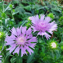 Stokesia leavis