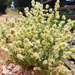 Thymus mastichina (Timijan)