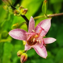 Tricyrtis formosana «Taroko toad»