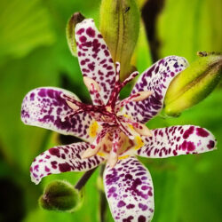 Tricyrtis hirta «Komon»