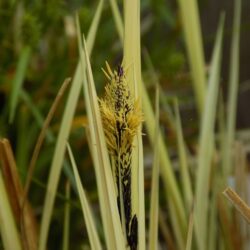 Carex acuta «Variegata» (Šaš)