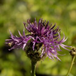 Centaurea scabiosa «Black top» (Zečina)