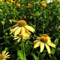 Echinacea purpurea «Harvest moon» (Pupavica)