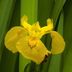 Iris pseudacorus (Europska močvarna perunika)