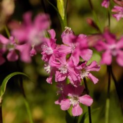 Lychnis viscaria (Rumenika)