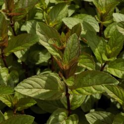 Mentha x piperita «Citaro»  (Metvica)