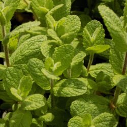 Mentha rotundifolia (M. suaveolens) (Metvica)