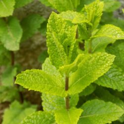 Mentha spicata «Moroccan» (Metvica)