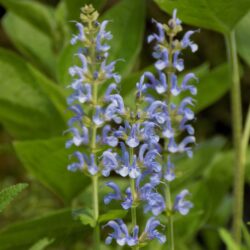 Salvia nemorosa «Blauhugel» (Stepska kadulja)