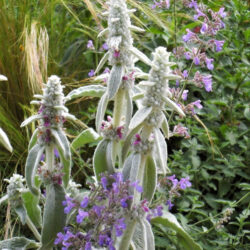 Stachys lanata «Big leaf» (Čistac)