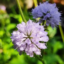 Succisa pratensis (Preskoč)