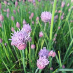 Allium schoenoprasum (Ukrasni luk)