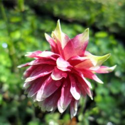 Aquilegia vulgaris «Nora Barlow» (Pakujac)