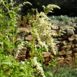 Artemisia lactiflora (sekcija zeljastih Pelina)