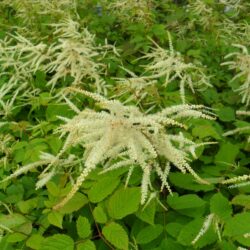 Aruncus dioicus var. kamtschaticus (Suručka)