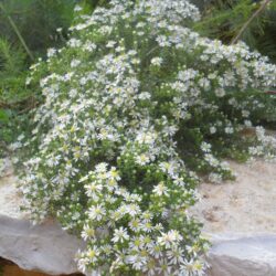 Aster laterifolius horizontalis «Snowflurry» (Zvjezdan)
