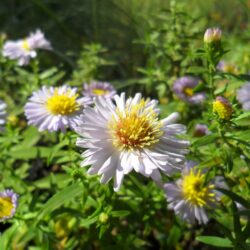 Aster dumosus «Lady in blue» (Jastučasti zvjezdan)