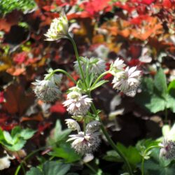Astrantia major (Lisjak)