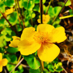 Caltha x hybr. «Gigantea» (Kaljužnica)