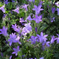 Campanula portenschlagiana (C. muralis) (Zvončika)