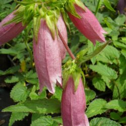 Campanula punctata (Zvončika)