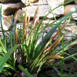 Carex oshimensis (Šaš)