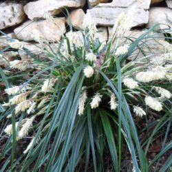 Carex oshimensis «Green wonder» (Šaš)