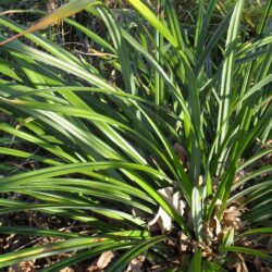 Carex pendula (Šaš)