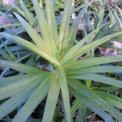 Carex phyllocephala (Šaš)