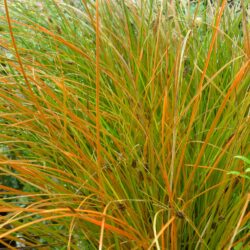 Carex testacea  (Šaš)