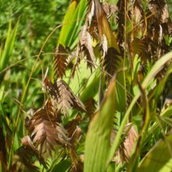 Chasmanthium latifolium (Uniola)