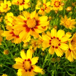 Coreopsis grandiflora «Domino» (Djevojačko oko)