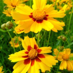 Coreopsis lanceolata «Sterntaler» (Djevojačko oko)