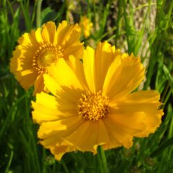 Coreopsis grandiflora «Tetra-giants» (Djevojačko oko)