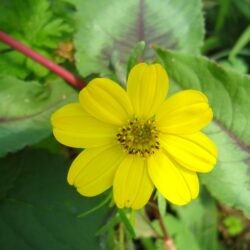 Coreopsis palmata (Djevojačko oko)