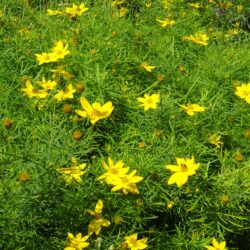 Coreopsis verticillata «Zagreb» (Djevojačko oko)