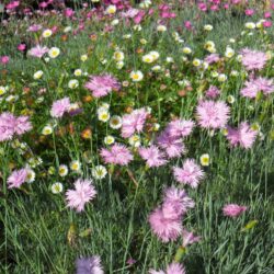 Dianthus plumarius «Roseus plenum» (Karanfil)