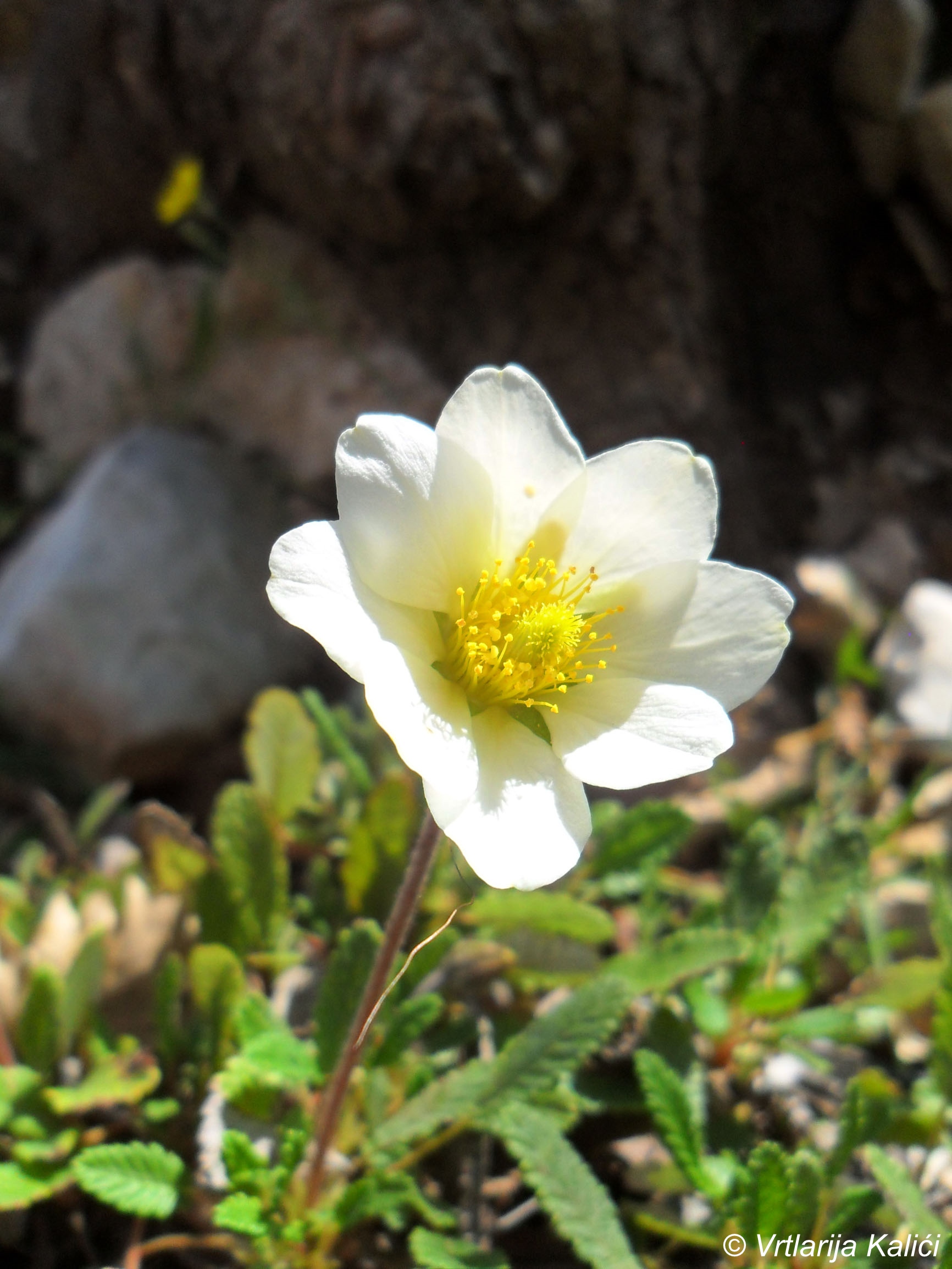 Dryas x suendermannii (D. drumondii x D. octopetala) (Drijas)