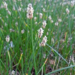 Eleocharis palustris (Jezernica)