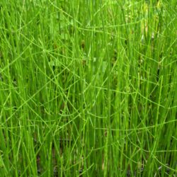 Equisetum palustris (Preslica)