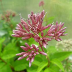 Eupatorium purpureum (Konopljuša)