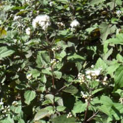 Eupatorium rugosum «Chocolate»  (Konopljuša)