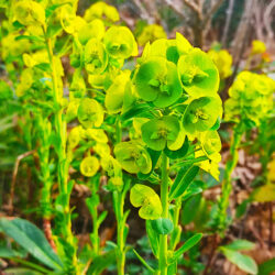Euphorbia amygdaloides subsp. amygdaloides (Mlječika)