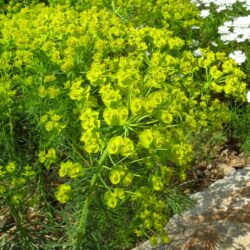 Euphorbia cyparissias (Mlječika)