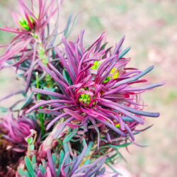 Euphorbia cyparissias f. rubrifolia (Mlječika)